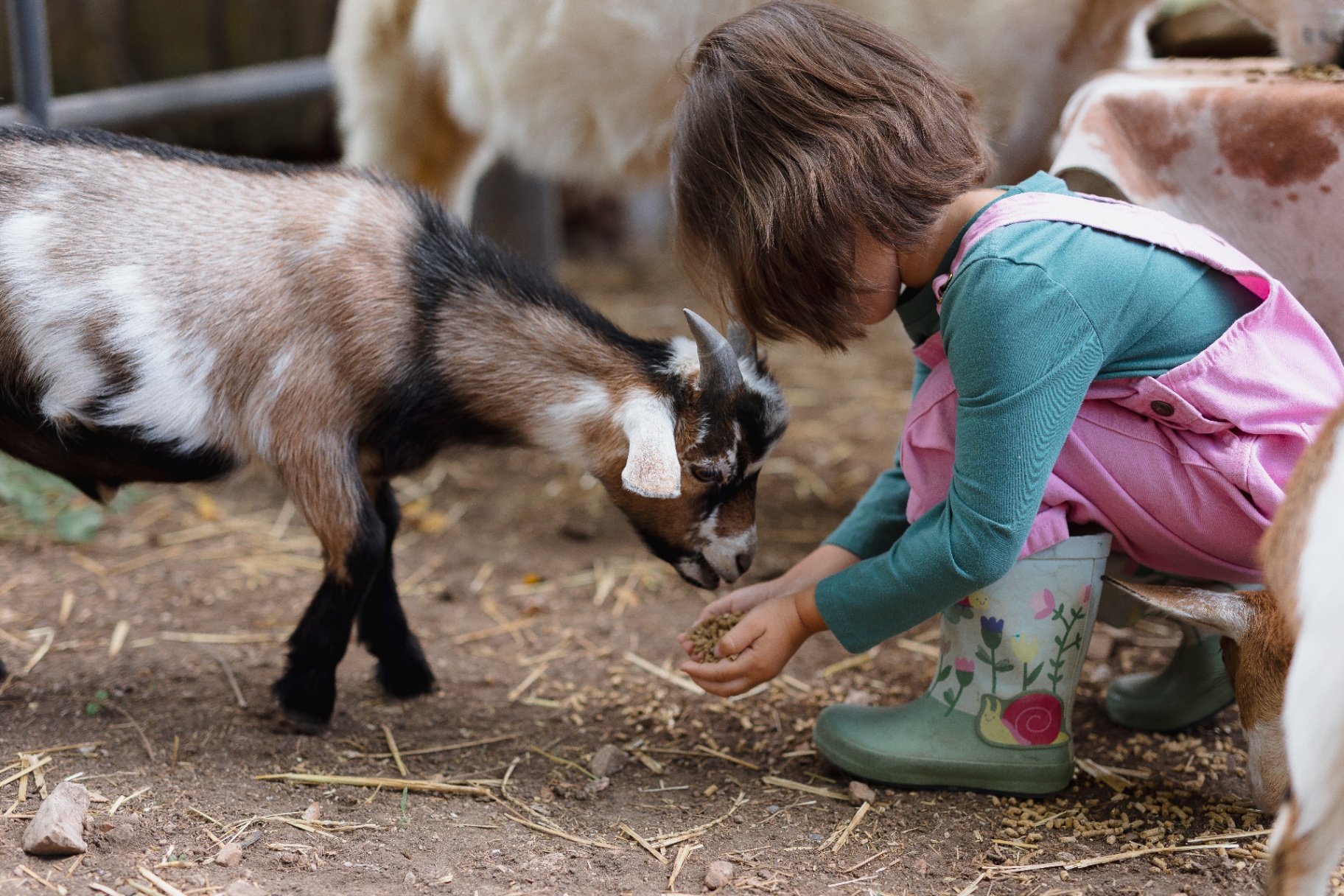 Child feeding a baby goat at the petting zoo