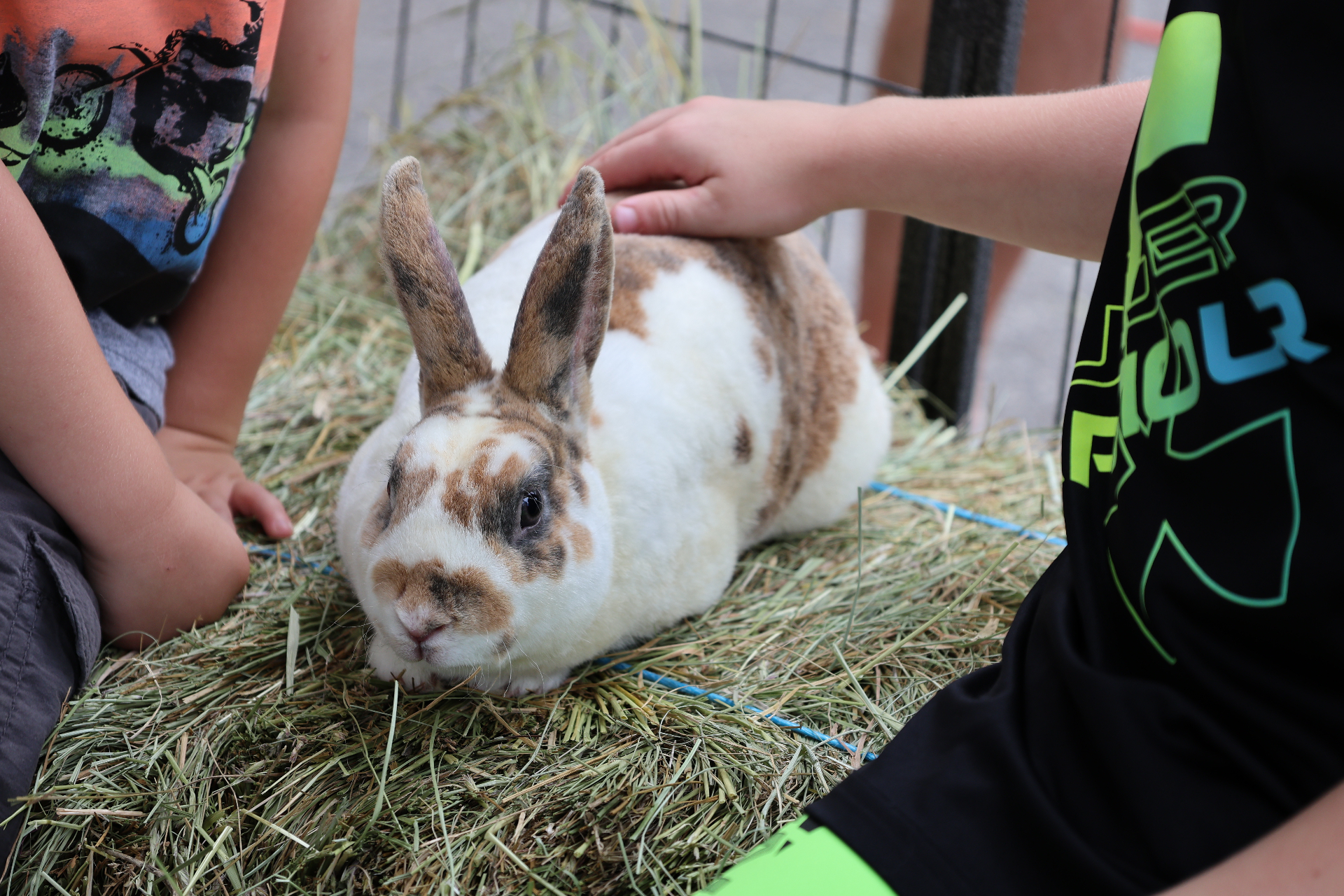 Kids petting a bunny in the petting zoo